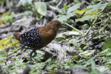 White-spotted Flufftail - Parelvlekral - Râle perlé