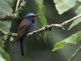 Blue-headed Bee-eater - Blauwkopbijeneter - Guêpier à tête bleue