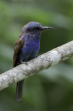 Blue-headed Bee-eater - Blauwkopbijeneter - Guêpier à tête bleue (imm)