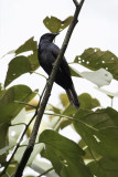 Stuhlmann's Starling - Stuhlmanns Spreeuw - Rufipenne de Stuhlmann
