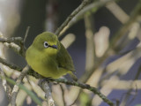 Northern Yellow White-eye - Noordelijke Afrikaanse Brilvogel - Zostérops jaune