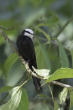 White-headed Saw-wing - Witkopkamzwaluw - Hirondelle  tte blanche