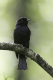 Sharpe's Drongo - Sharpes Drongo - Drongo de Sharpe