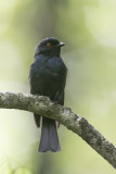 Sharpes Drongo - Sharpes Drongo - Drongo de Sharpe