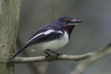 Brown-throated Wattle-eye - Bruinkeellelvliegenvanger - Pririt à collier (f)