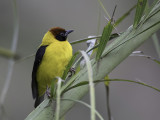 Brown-capped Weaver - Bruinkapwever - Tisserin à cape brune (m)