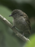 Ansorge's Greenbul - Ansorges Buulbuul - Bulbul d'Ansorge