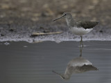 Green Sandpiper - Witgat - Chevalier culblanc