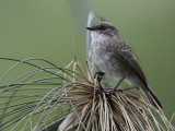 Swamp Flycatcher - Moerasvliegenvanger - Gobemouche des marais (imm)