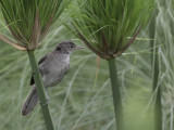 Greater Swamp Warbler - Papyrusrietzanger - Rousserolle des cannes