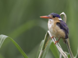 Malachite Kingfisher - Malachietijsvogel - Martin-pêcheur huppé