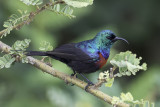 Red-chested Sunbird - Sierhoningzuiger - Souimanga à ceinture rouge (m)