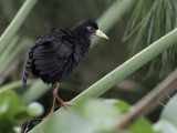Black Crake - Zwart Porseleinhoen - Râle à bec jaune