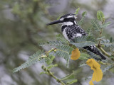 Pied Kingfisher - Bonte IJsvogel - Martin-pêcheur pie (f)