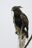 Long-crested Eagle - Afrikaanse Zwarte Kuifarend - Aigle huppard