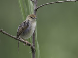 Carruthers's Cisticola - Papyrusgraszanger - Cisticole de Carruthers