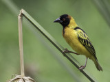 Village Weaver - Grote Textorwever - Tisserin gendarme