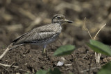 Water Thick-knee - Watergriel - OEdicnème vermiculé