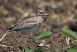 Water Thick-knee - Watergriel - OEdicnme vermicul