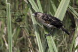 Fan-tailed Widowbird - Roodschouderwidavink - Euplecte à épaules orangées