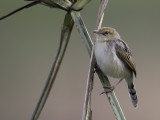 Winding Cisticola - Heuglins Graszanger - Cisticole du Nil