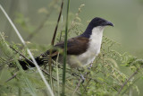 Blue-headed Coucal - Monniksspoorkoekoek - Coucal à nuque bleue