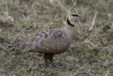 Yellow-throated Sandgrouse - Geelkeelzandhoen - Ganga à gorge jaune (m)