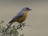 Silverbird - Zilvervliegenvanger - Gobemouche argenté
