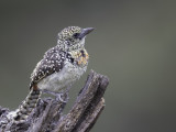 Usambiro Barbet - Usambirobaardvogel - Barbican masa