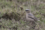 Grey-capped Social Weaver - Marmerwever - Républicain d'Arnaud