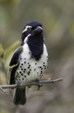 Spot-flanked Barbet - Rouwbaardvogel - Barbican funèbre