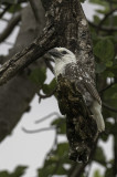 White-headed Barbet - Witkopbaardvogel - Barbican à tête blanche