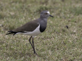 Black-winged Lapwing - Zwartvleugelkievit - Vanneau à ailes noires