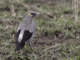 Wattled Starling - Lelspreeuw - Étourneau caronculé