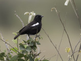Sooty Chat - Zwarte Miertapuit - Traquet commandeur