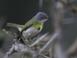 Yellow-breasted Apalis - Geelborstapalis - Apalis à gorge jaune