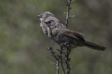 Black-lored Babbler - Taborababbelaar - Cratrope de Sharpe