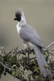 Bare-faced Go-away-bird - Maskertoerako - Touraco masqué