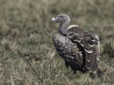 Rüppell's Vulture - Rüppells Gier - Vautour de Rüppell
