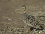 Coquie Francolin - Coquifrankolijn - Francolin coqui (f)