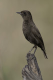 Sooty Chat - Zwarte Miertapuit - Traquet commandeur (f)