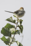 Long-tailed Cisticola - Taboragraszanger - Cisticole à queue fine