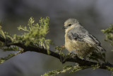 Grey Penduline Tit - Acaciakapokmees - Rémiz de Carol