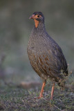 Red-necked Spurfowl - Roodkeelfrankolijn - Francolin à gorge rouge