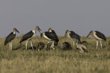 Marabou Stork - Afrikaanse Maraboe - Marabout d'Afrique