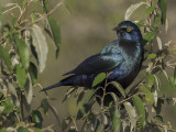 Greater Blue-eared Starling - Groenstaartglansspreeuw - Choucador à oreillons bleus
