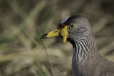 African Wattled Lapwing - Lelkievit - Vanneau du Sénégal