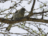 Scaly-throated Honeyguide - Schubkeelhoningspeurder - Indicateur varié