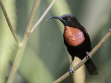 Scarlet-chested Sunbird - Roodborsthoningzuiger - Souimanga à poitrine rouge (m)