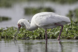 African Spoonbill - Afrikaanse Lepelaar - Spatule d'Afrique